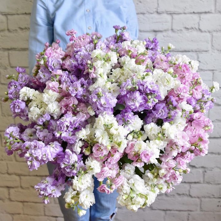 Облако маттиол в Астрахани