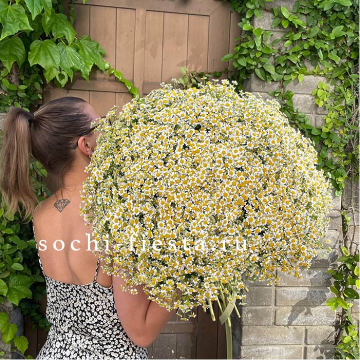 101 ромашка в Астрахани