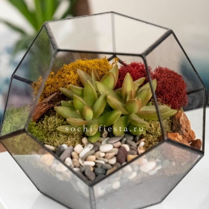 Флорариум “Додекаэдр” с суккулентом Седум в Астрахани