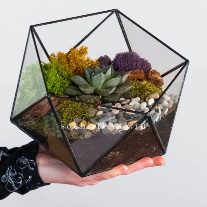 Флорариум “Икосаэдр” с суккулентом Каменная Роза в Астрахани
