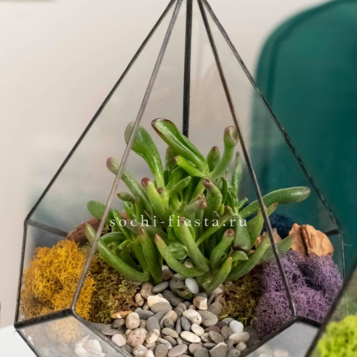 Флорариум “Капля” с суккулентом Крассула Хоббит в Астрахани