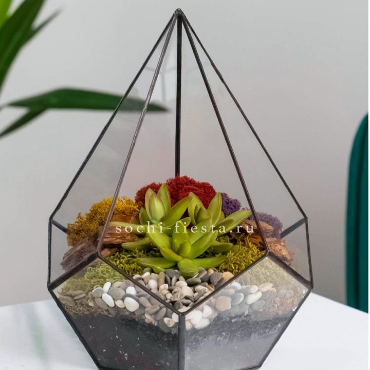 Флорариум Капля с суккулентом в Астрахани