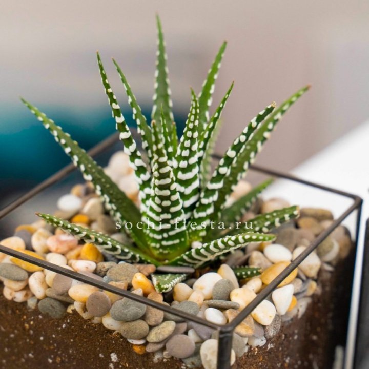 Флорариум Кубик с суккулентом Хавортия в Астрахани