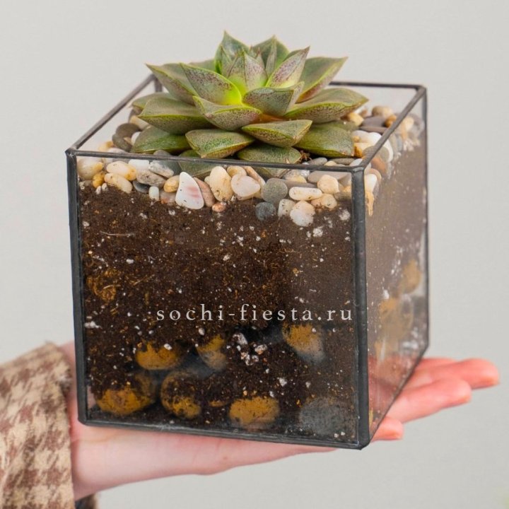 Флорариум Кубик с суккулентом Каменная роза в Астрахани