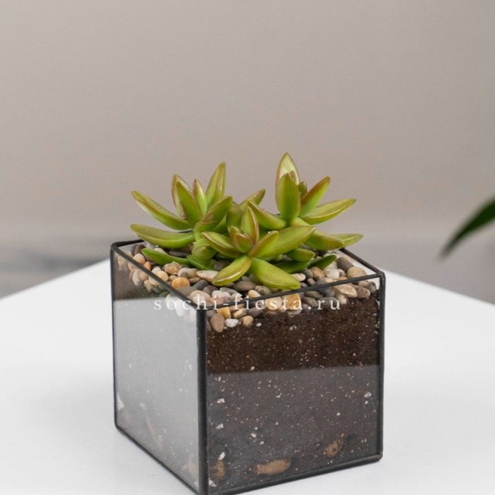 Флорариум Кубик с суккулентом Седум в Астрахани