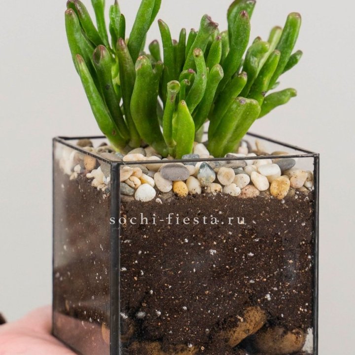 Флорариум Кубик с суккулентом Хоббит в Астрахани