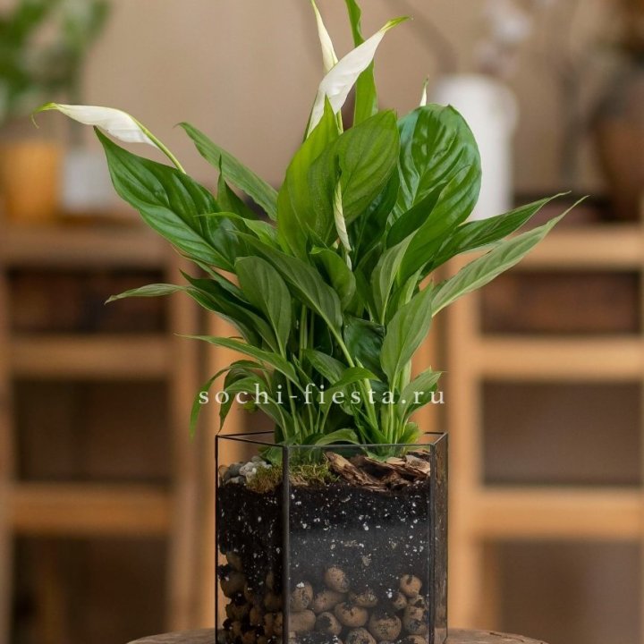 Спатифиллум в кашпо Пятиугольник в Астрахани