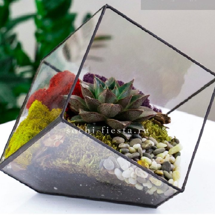 Флорариум Куб усеченный с суккулентом Каменная роза в Астрахани