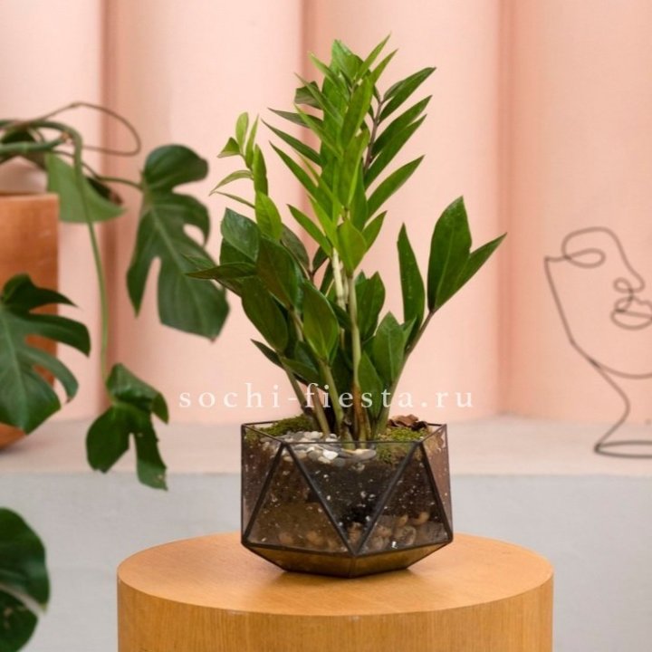 Замиокулькас в кашпо Икосаедр в Астрахани