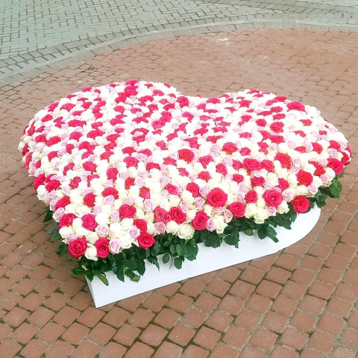 555 роза  в Астрахани