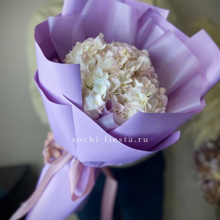 Гортензия розовая в Астрахани