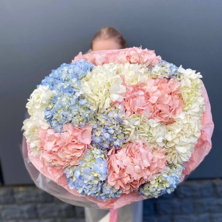 19 гортензий микс в Астрахани