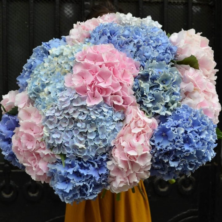 Букет гортензий "Фонтан" в Астрахани