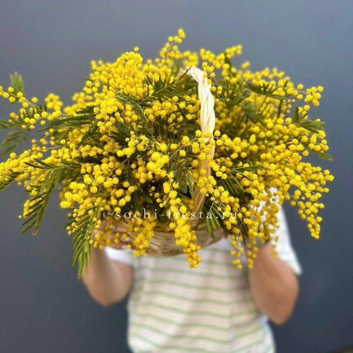 Весенняя корзина мимозы в Астрахани