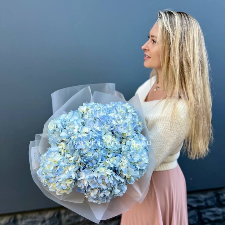 7 голубых гортензий в Астрахани