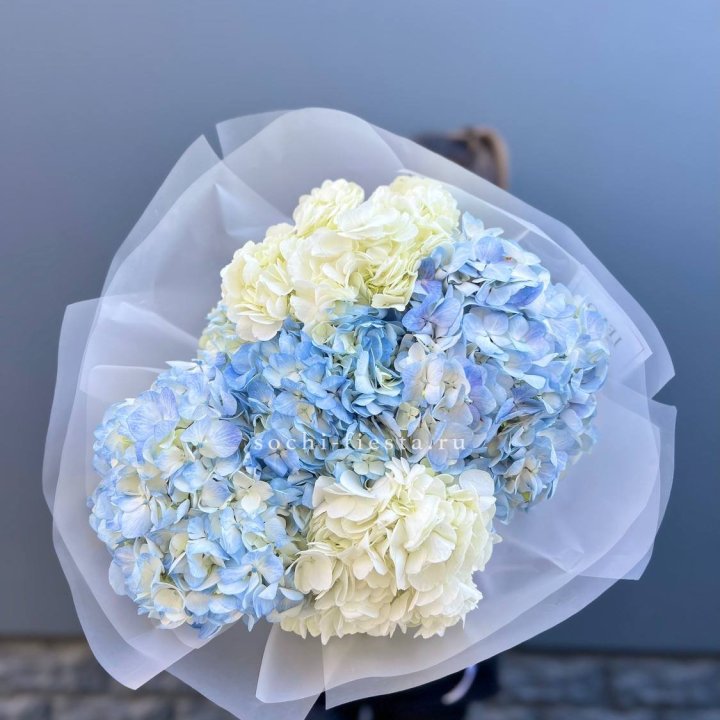 5 бело-голубых гортензий в Астрахани