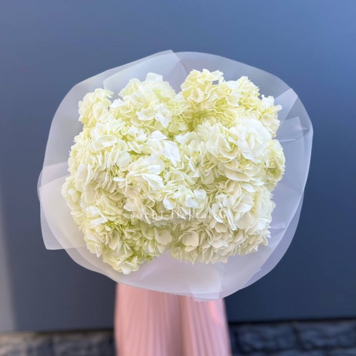 7 белых гортензий в Астрахани