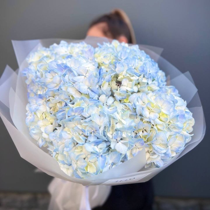 5 голубых гортензий в Астрахани