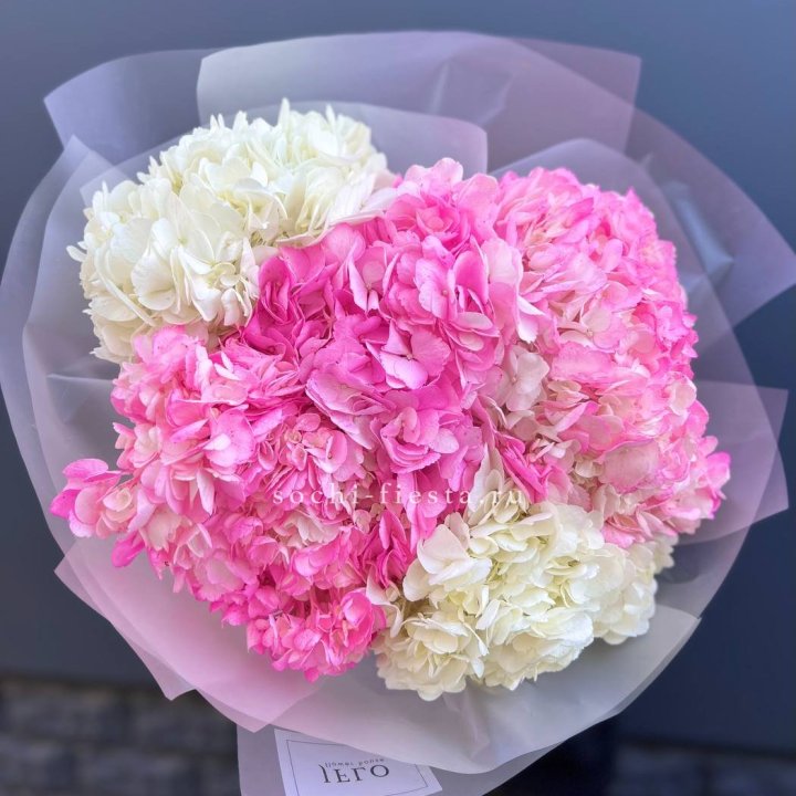 5 бело-розовых гортензий в Астрахани