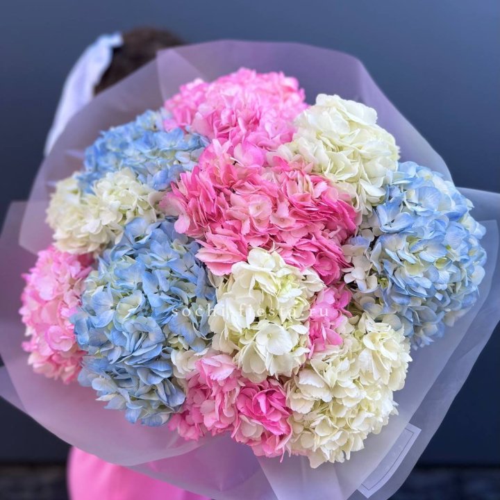 11 гортензий микс в Астрахани