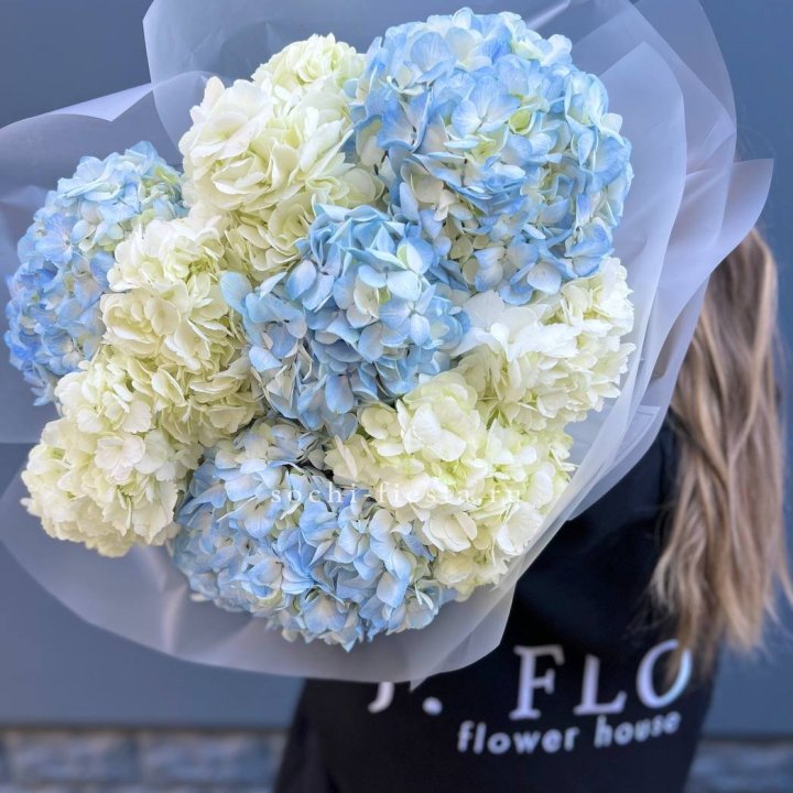 9 бело-голубых гортензий в Астрахани