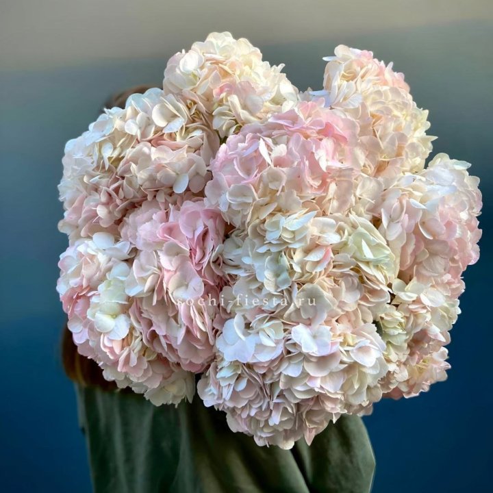Охапка розовой гортензии в Астрахани
