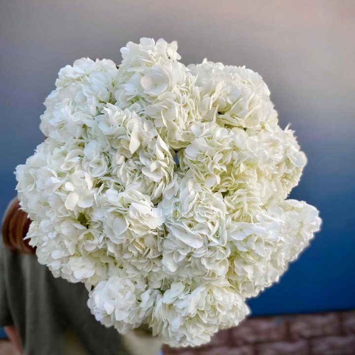 Охапка белой гортензии в Астрахани