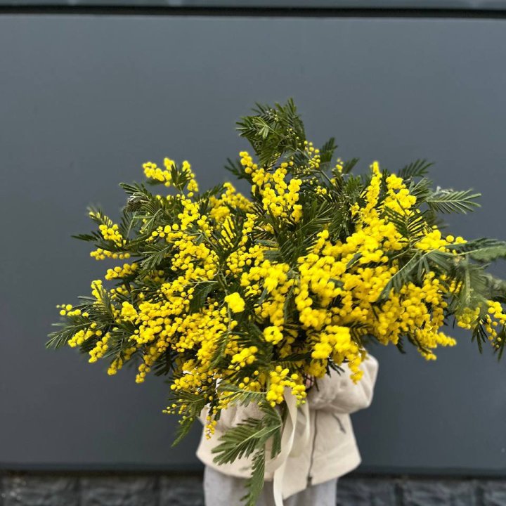 Охопка мимозы в Астрахани