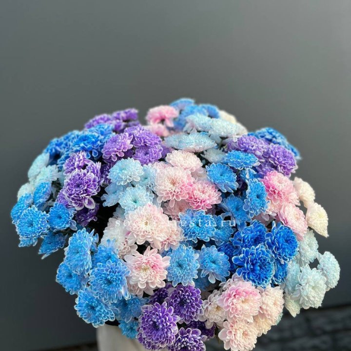 25 цветных хризантем в Астрахани