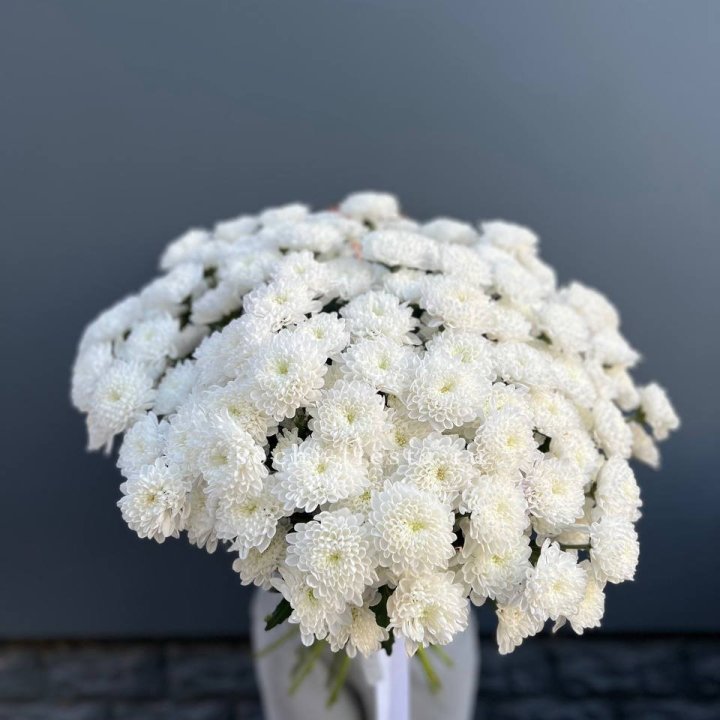  25 хризантем белых в Астрахани