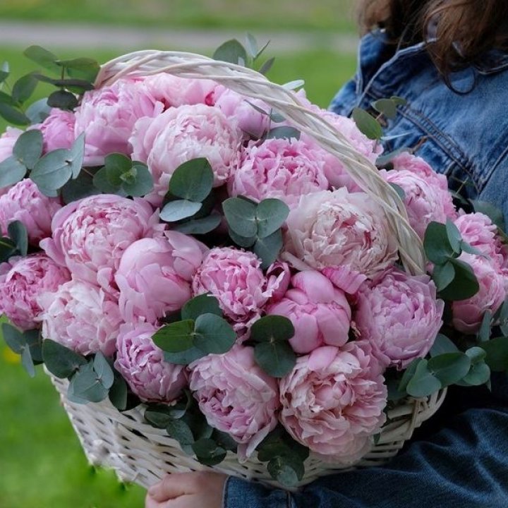 51 пион в корзине в Астрахани