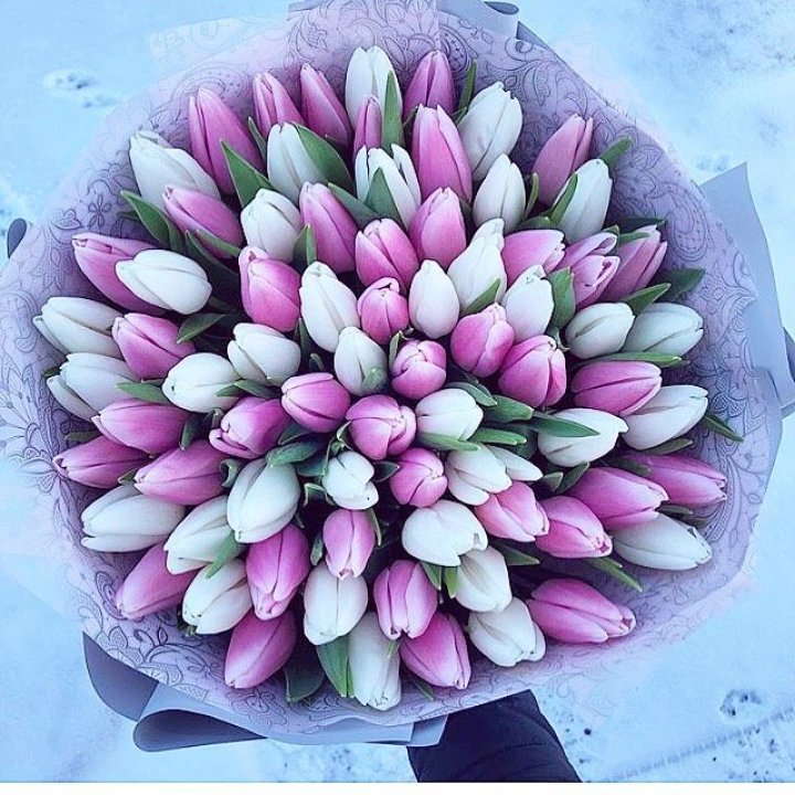 101 тюльпан "Лолипоп" в Астрахани